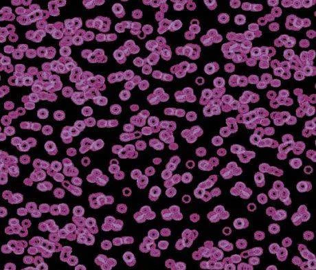 Ковролин Forbo Flotex Sottsass Bacteria 990104 