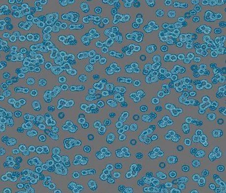 Ковролин Forbo Flotex Sottsass Bacteria 990303 