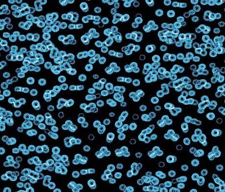 Ковролин Forbo Flotex Sottsass Bacteria 990105 