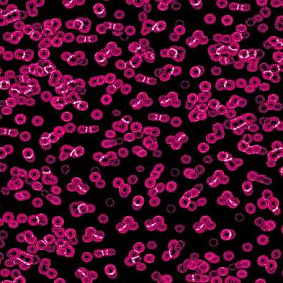  Forbo Flotex Sottsass Bacteria