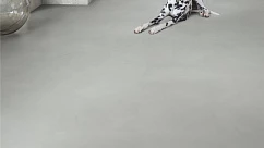 Виниловая плитка Shlifovannyy Beton Svetlo Seryy Amcl40139