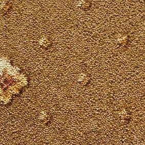  Condor Carpets Asia 419