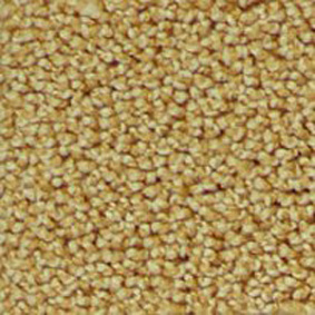  Infloor Campino