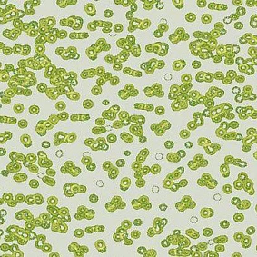  Forbo Flotex Sottsass Bacteria 990203