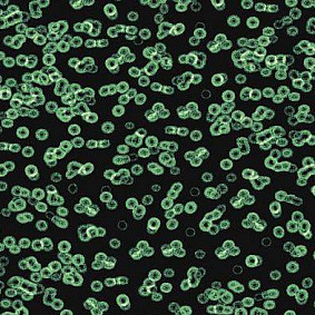  Forbo Flotex Sottsass Bacteria